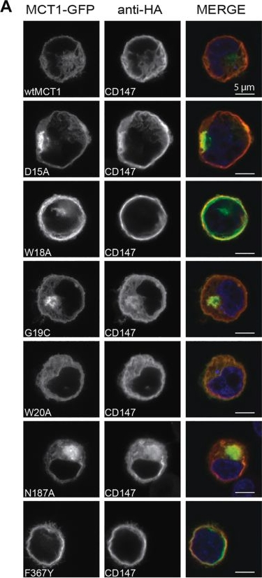 Fig.2.A showing Immunocytochemistry-immunofluorescence in a Homo sapiens (Human) sample from the publication: The N-terminal signature motif on the transporter MCT1 is critical for CD147-mediated trafficking.