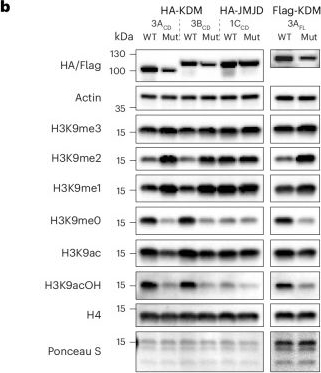 Fig.2.B showing Western Blotting from the publication: KDM3A catalyses the oxidation of acetyl-lysine to hydroxyacetyl-lysine on histone H3K9.