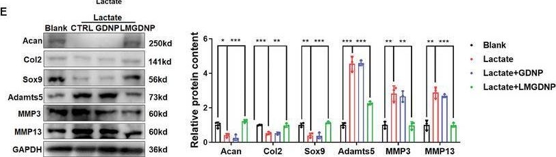 Fig.4.E showing Western Blotting from the publication: Enzymatically Bioactive Nucleus Pulposus Matrix Hydrogel Microspheres for Exogenous Stem Cells Therapy and Endogenous Repair Strategy to Achieve Disc Regeneration.