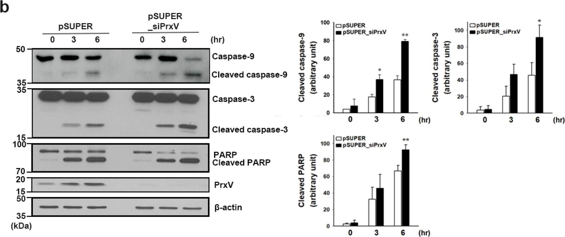 Fig.4.B showing Western Blotting in a Homo sapiens (Human) sample from the publication: Peroxiredoxin V Protects against UVB-Induced Damage of Keratinocytes.
