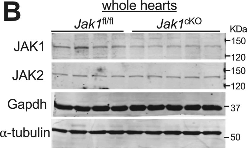 Fig.1.B showing Western Blotting from the publication: Cardiomyocyte Janus kinase 1 (JAK1) signaling is required for cardiac homeostasis and cytokine-dependent activation of STAT3.