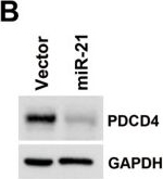 Fig.2.B showing Western Blotting in a Homo sapiens (Human) sample from the publication: In Vitro and In Silico Mechanistic Insights into miR-21-5p-Mediated Topoisomerase Drug Resistance in Human Colorectal Cancer Cells.