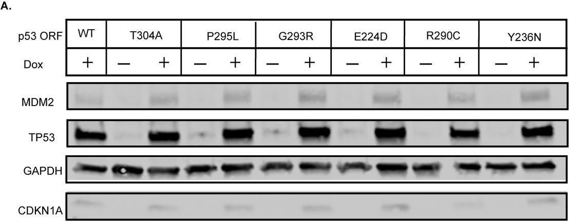 Fig.2.A showing Western Blotting in a Homo sapiens (Human) sample from the publication: Mis-splicing drives loss of function of p53E224D point mutation.