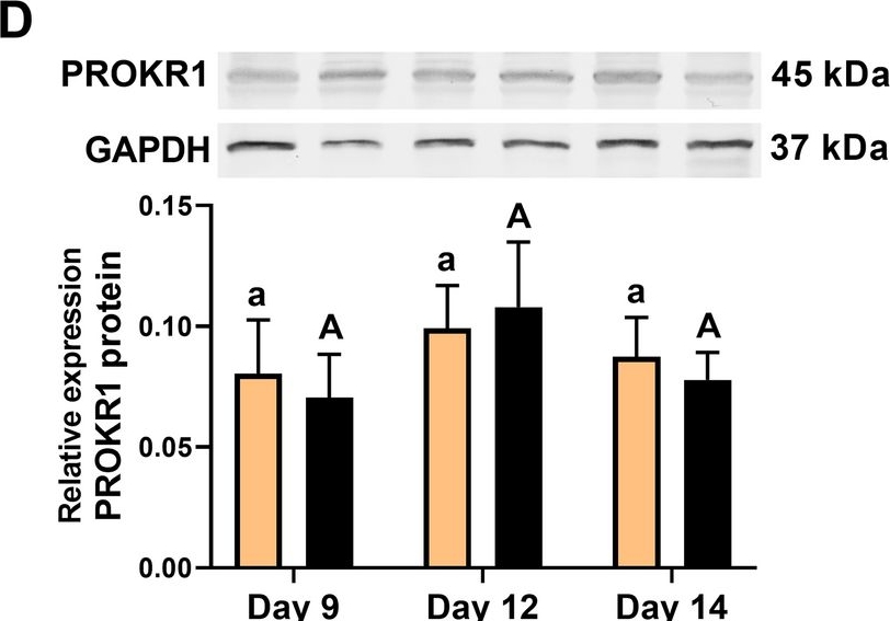 Fig.1.D showing Western Blotting from the publication: Prokineticin 1 is a novel factor regulating porcine corpus luteum function.