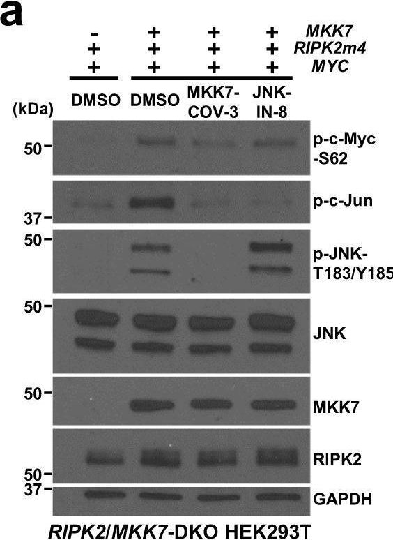 Fig.7.A showing Western Blotting in a Homo sapiens (Human) sample from the publication: Receptor-interacting protein kinase 2 (RIPK2) stabilizes c-Myc and is a therapeutic target in prostate cancer metastasis.