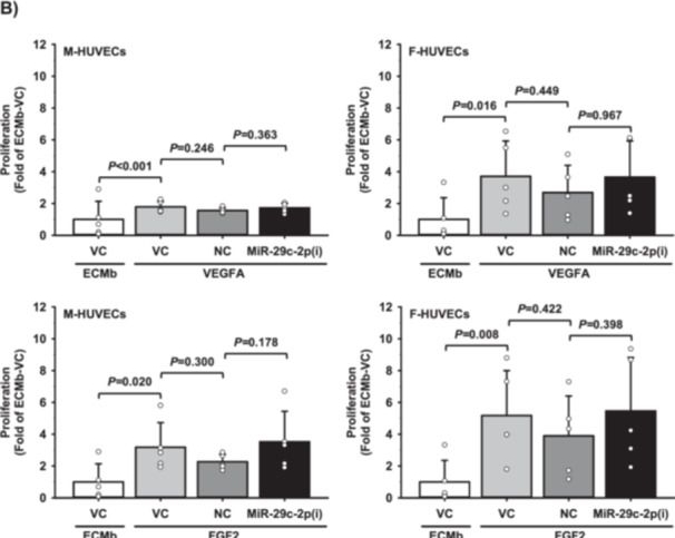 Fig.2.B from the publication: Sexually Dimorphic Regulation of MiR-29a/c-3p in Human Endothelial Cells: Cell Functions and Transcriptome.