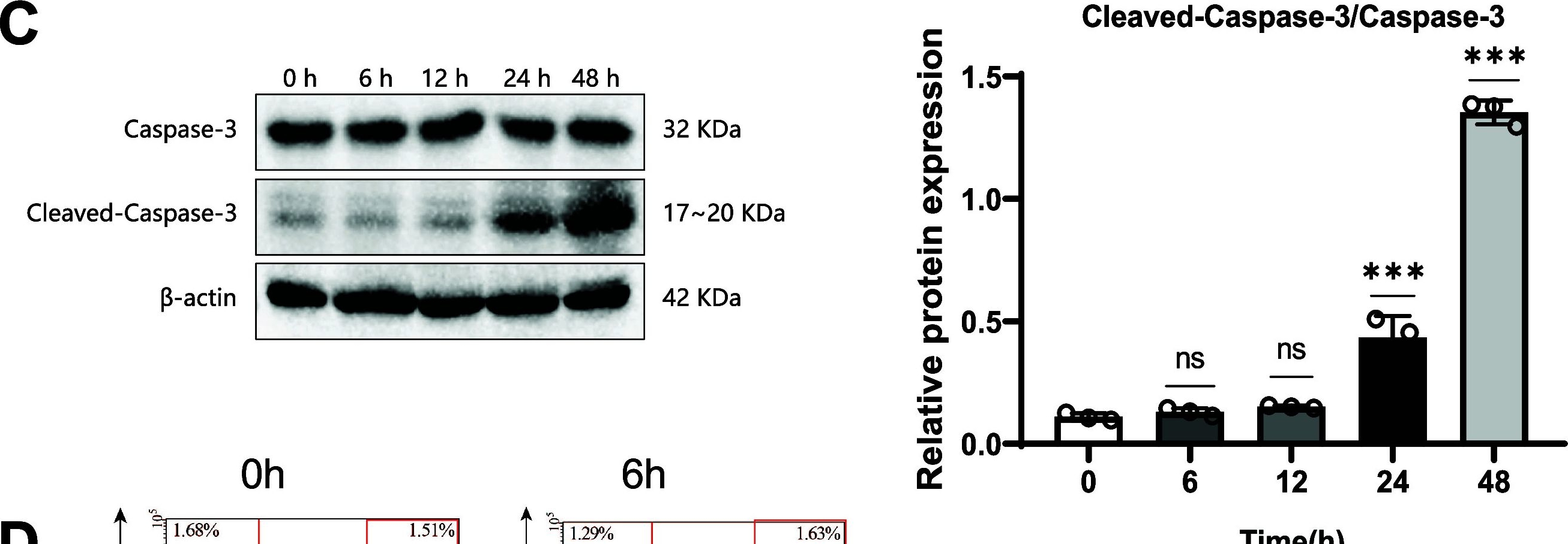 Fig.2.C showing Western Blotting in a Homo sapiens (Human) sample from the publication: Decoding the neurotoxic effects of propofol: insights into the RARα-Snhg1-Bdnf regulatory cascade.