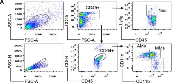 Fig.5.A showing Flow cytometry/Cell sorting in a Mus musculus (House mouse) sample from the publication: Decoding IL-1 receptor 1 and 2 expression profiles across organs in sepsis.