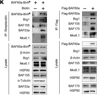 Fig.5.K showing Western Blotting from the publication: BAF60a-dependent chromatin remodeling preserves β cell function and contributes to the therapeutic benefits of GLP-1R agonists.