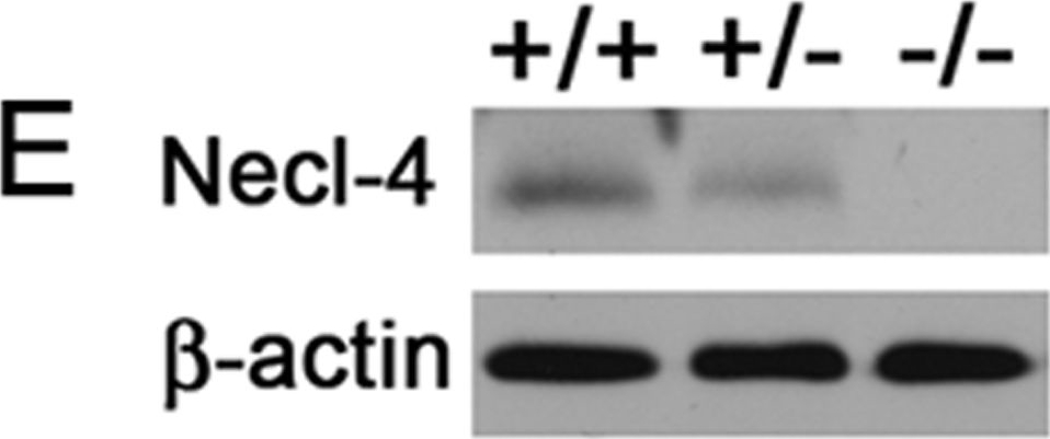 Fig.5.E showing Western Blotting in a Mus musculus (House mouse) sample from the publication: Necl-4/SynCAM-4 is expressed in myelinating oligodendrocytes but not required for axonal myelination.
