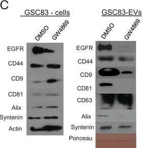 Fig.5.C showing Western Blotting in a Homo sapiens (Human) sample from the publication: Glioblastoma Cells Expressing Oncogenic EGFR Release Multiple Extracellular Vesicle Subpopulations Positive or Negative for EGFR.
