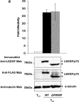 Fig.1.A showing Western Blotting from the publication: HIV-1 integrase modulates the interaction of the HIV-1 cellular cofactor LEDGF/p75 with chromatin.