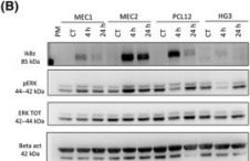 IκB-ζ Antibody | Cell Signaling Technology