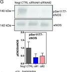 Fig.5.G showing Western Blotting from the publication: eNOS-NO-induced small blood vessel relaxation requires EHD2-dependent caveolae stabilization.
