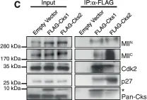 Fig.1.C showing Western Blotting in a Mus musculus (House mouse) sample from the publication: The Cks1/Cks2 axis fine-tunes Mll1 expression and is crucial for MLL-rearranged leukaemia cell viability.