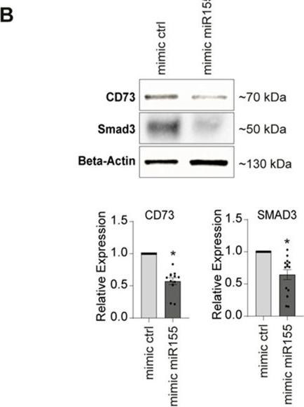 Fig.5.B showing Western Blotting in a Homo sapiens (Human) sample from the publication: Identification of miR136, miR155, and miR183 in Vascular Calcification in Human Peripheral Arteries.