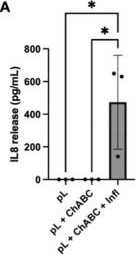 Fig.4.A showing Enzyme-linked immunosorbent assay from the publication: An Ex&nbsp;Vivo Model of Intervertebral Disc Degeneration for Assessing Retention of Injectable Cell-Based Grafts.