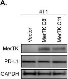 Fig.7.A showing Western Blotting in a Mus musculus (House mouse) sample from the publication: Tumor-associated MerTK promotes a pro-inflammatory microenvironment and enhances immune checkpoint inhibitor response in triple-negative breast cancer.