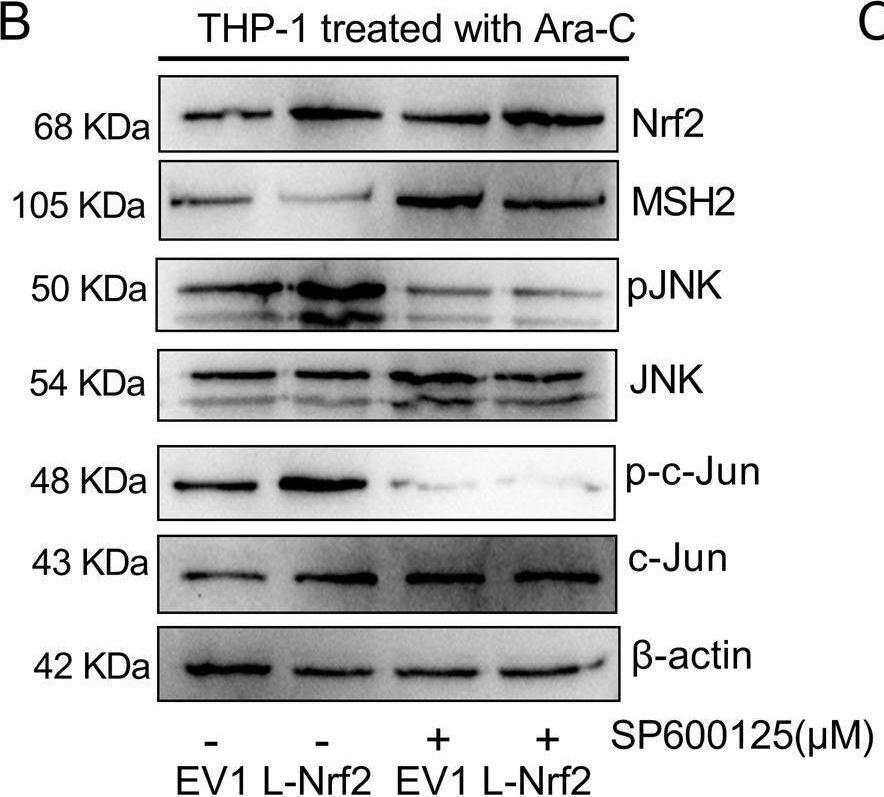 Fig.6.B showing Western Blotting in a Homo sapiens (Human) sample from the publication: Nrf2 overexpression increases risk of high tumor mutation burden in acute myeloid leukemia by inhibiting MSH2.