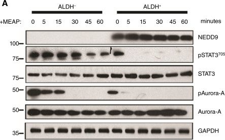 Fig.6.A showing Western Blotting from the publication: ALDH+ Anaplastic Thyroid Cancer Cells Show Vulnerability to a Pharmacologic Inducer of Centrosome Declustering.