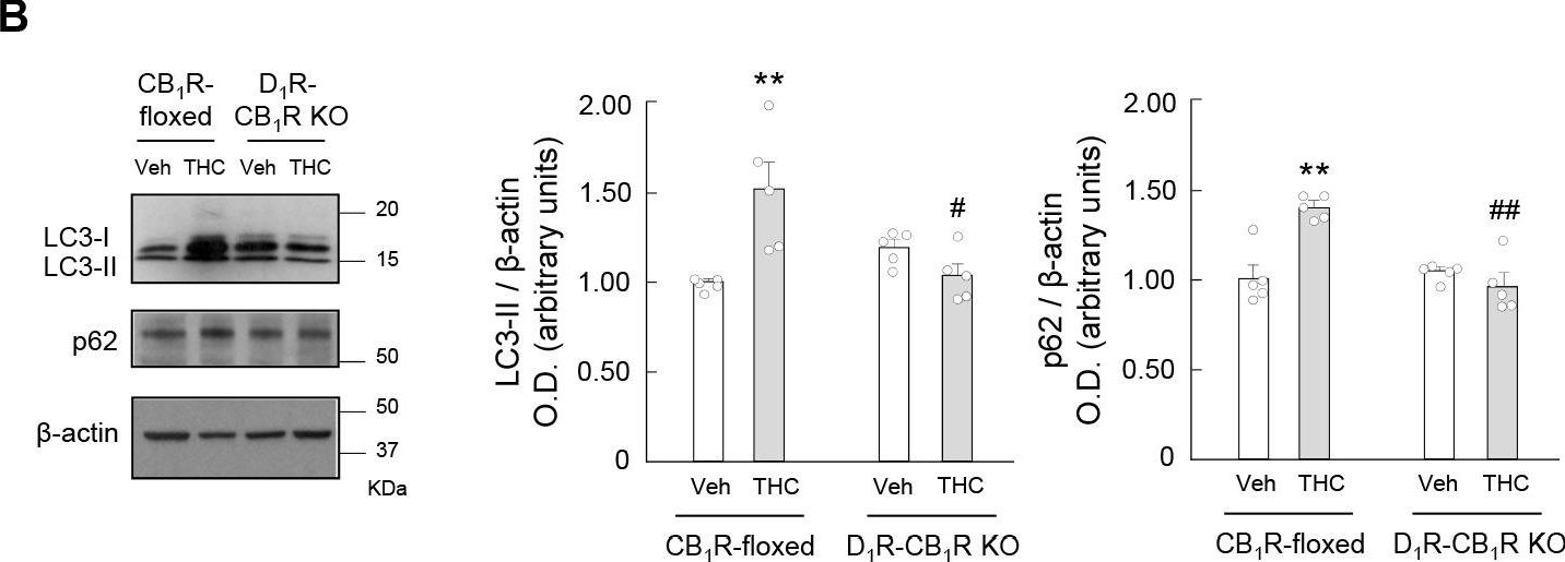 Inhibition of striatonigral autophagy as a link between cannabinoid intoxication and impairment of motor coordination.