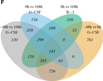 Fig.3.F from the publication: The differentiation of myeloid progenitors is effected by cascading waves of coordinated gene expression that remodel cellular physiology in a characteristic sequence.