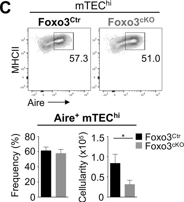 Fig.1.C showing Flow cytometry/Cell sorting in a Mus musculus (House mouse) sample from the publication: Foxo3 regulates cortical and medullary thymic epithelial cell homeostasis with implications in T cell development.