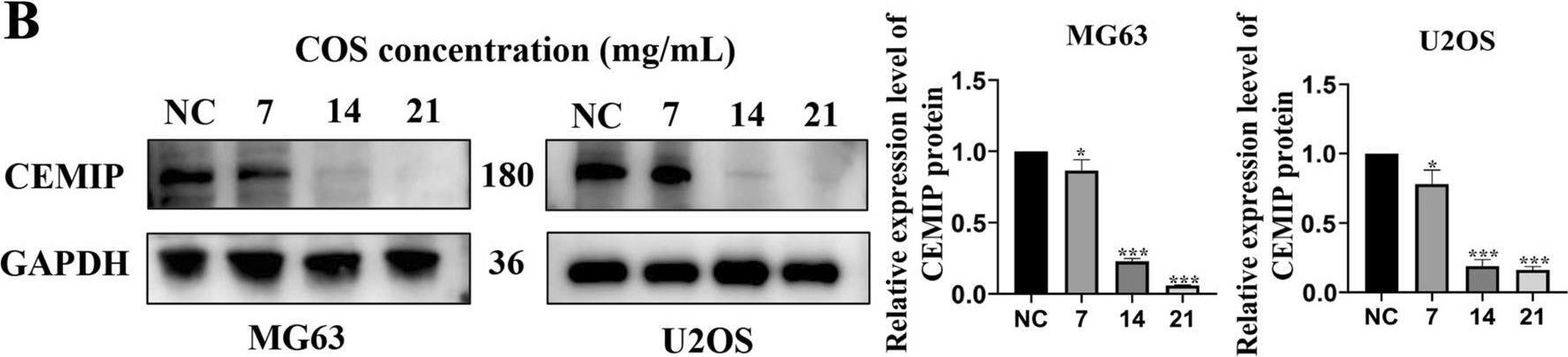 Fig.3.B showing Western Blotting from the publication: Chitosan oligosaccharide suppresses osteosarcoma malignancy by inhibiting CEMIP via the PI3K/AKT/mTOR pathway.