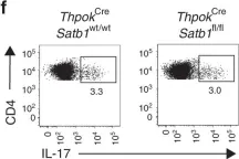 Fig.1.F showing Flow cytometry/Cell sorting in a Mus musculus (House mouse) sample from the publication: Satb1 regulates the effector program of encephalitogenic tissue Th17 cells in chronic inflammation.