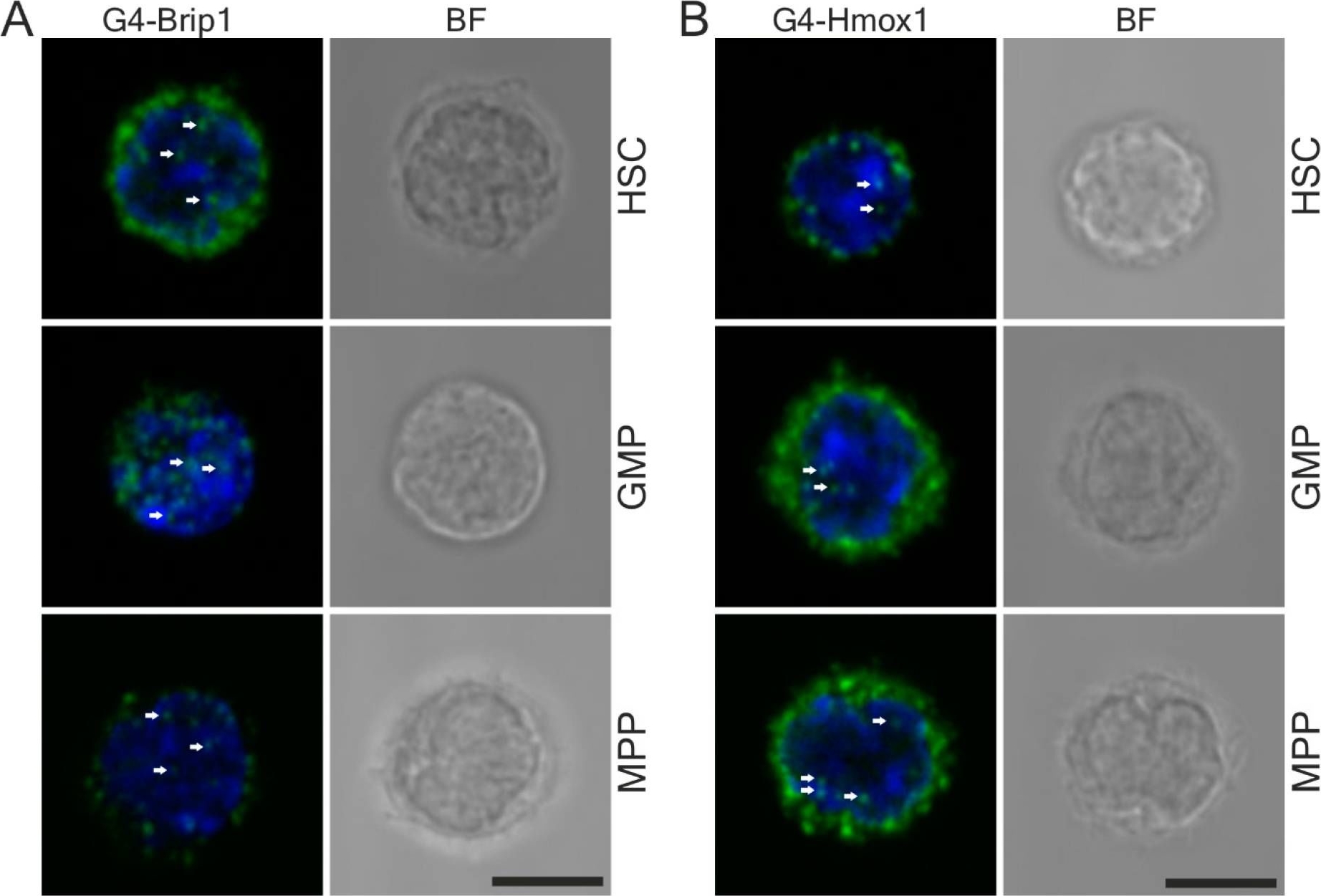 Fig.7.A,B showing Immunocytochemistry-immunofluorescence in a Mus musculus (House mouse) sample from the publication: Proximity Ligation Assay Detection of Protein-DNA Interactions-Is There a Link between Heme Oxygenase-1 and G-quadruplexes?