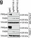 Fig.6.G showing Western Blotting in a Homo sapiens (Human) sample from the publication: Targeting PIKfyve-driven lipid metabolism in pancreatic cancer.