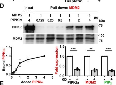 Fig.2.D showing Western Blotting from the publication: Regulation of the MDM2-p53 nexus by a nuclear phosphoinositide and small heat shock protein complex.