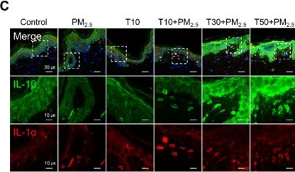 Fig.5.C showing Immunohistochemistry-immunofluorescence in a Homo sapiens (Human) sample from the publication: Molecule-Resolved Visualization of Particulate Matter on Human Skin Using Multimodal Nonlinear Optical Imaging.