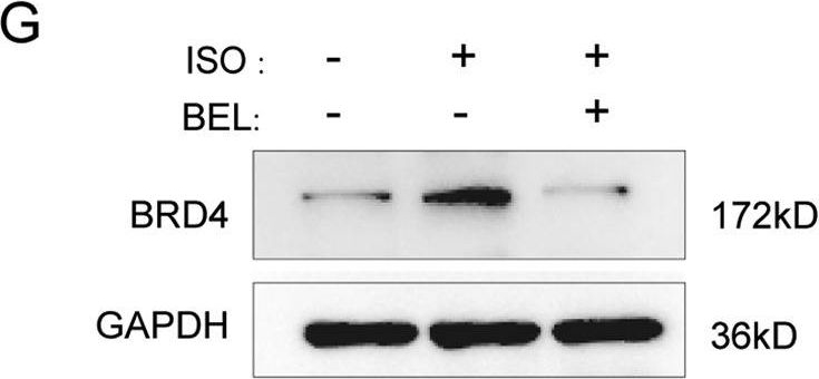 Fig.4.G showing Western Blotting from the publication: Bellidifolin ameliorates isoprenaline-induced cardiac hypertrophy by the Nox4/ROS signalling pathway through inhibiting BRD4.