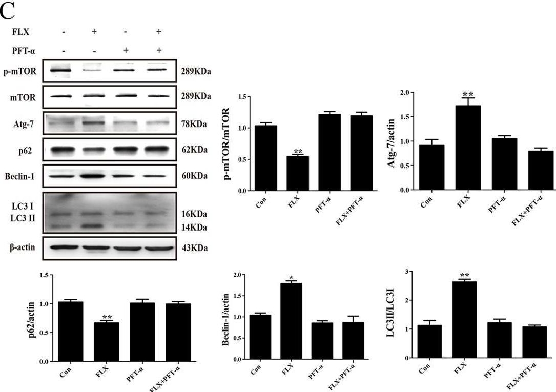 Fig.6.C showing Western Blotting from the publication: The effect of fluoxetine on astrocyte autophagy flux and injured mitochondria clearance in a mouse model of depression.
