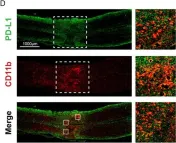 Fig.1.D showing Immunofluorescence in a Mus musculus (House mouse) sample from the publication: PD-L1 Improves Motor Function and Alleviates Neuropathic Pain in Male Mice After Spinal Cord Injury by Inhibiting MAPK Pathway.