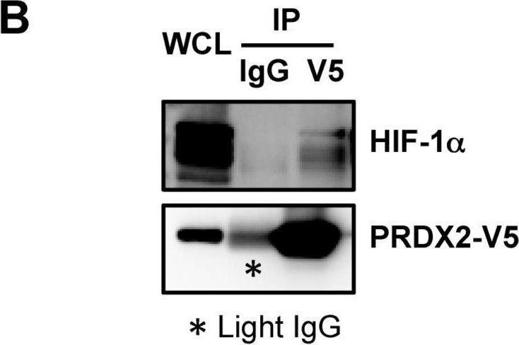 Fig.1.B showing Western Blotting in a Homo sapiens (Human) sample from the publication: PRDX2 and PRDX4 are negative regulators of hypoxia-inducible factors under conditions of prolonged hypoxia.