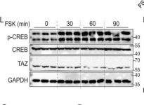 YAP/TAZ (D24E4) Rabbit Monoclonal Antibody | Cell Signaling Technology