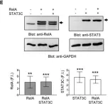 Fig.5.E showing Western Blotting from the publication: CD28 Individual Signaling Up-regulates Human IL-17A Expression by Promoting the Recruitment of RelA/NF-κB and STAT3 Transcription Factors on the Proximal Promoter.