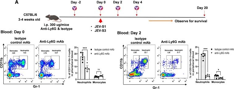 Fig.4.A showing Flow cytometry/Cell sorting in a Mus musculus (House mouse) sample from the publication: Neutrophil depletion at the early stage of Japanese encephalitis virus infection affects CD8+ T cell infiltration into the mouse brain and causes severe encephalitis.