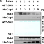 Fig.3.B showing Western Blotting from the publication: GSK3β-Dzip1-Rab8 cascade regulates ciliogenesis after mitosis.