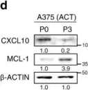 Fig.4.D showing Western Blotting from the publication: Targeting TCTP sensitizes tumor to T cell-mediated therapy by reversing immune-refractory phenotypes.
