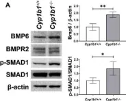 Fig.2.A showing Western Blotting from the publication: Cytochrome P450 1B1 Expression Regulates Intracellular Iron Levels and Oxidative Stress in the Retinal Endothelium.