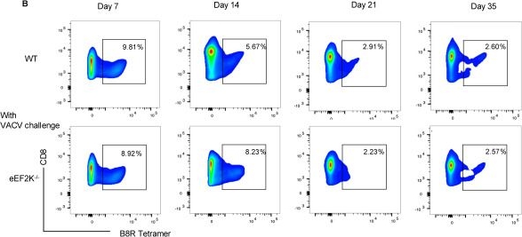 Fig.1.B showing Flow cytometry/Cell sorting in a Mus musculus (House mouse) sample from the publication: eEF-2K Deficiency Boosts the Virus-Specific Effector CD8+ T Cell Responses During Viral Infection.