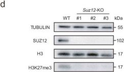 SUZ12 (D39F6) XP® Rabbit mAb | Cell Signaling Technology