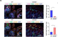F4/80 Antibody (D2S9R) | Cell Signaling Technology
