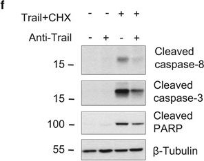 Fig.4.F showing Western Blotting in a Mus musculus (House mouse) sample from the publication: RIPK1 promotes death receptor-independent caspase-8-mediated apoptosis under unresolved ER stress conditions.
