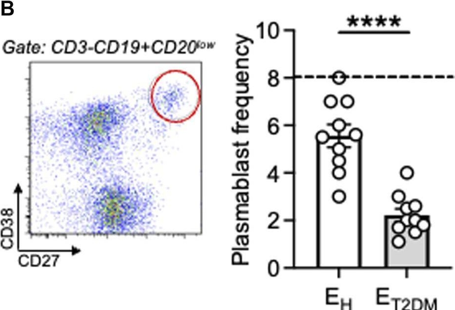 Fig.2.B showing Flow cytometry/Cell sorting in a Homo sapiens (Human) sample from the publication: Enhanced mitochondrial function in B cells from elderly type-2 diabetes mellitus patients supports intrinsic inflammation.