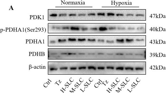 Fig.6.A showing Western Blotting from the publication: Herbal Composition Inhibits Mitochondrial Oxidative Phosphorylation to Prevent HER2-Positive Breast Cancer and Identifies Potential Active Compounds.