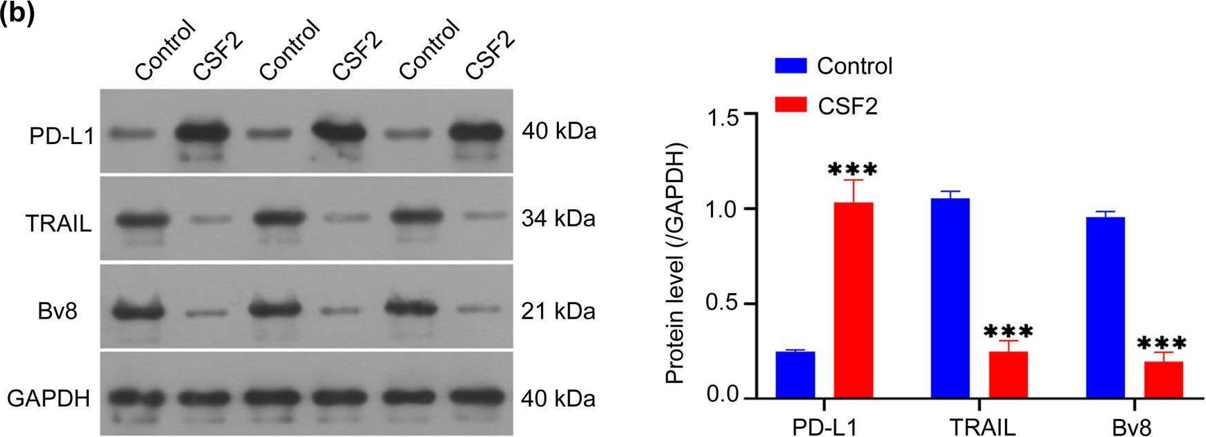 Fig.4.B showing Western Blotting from the publication: CSF2 polarized neutrophils and invaded renal cancer cells in vitro influence.